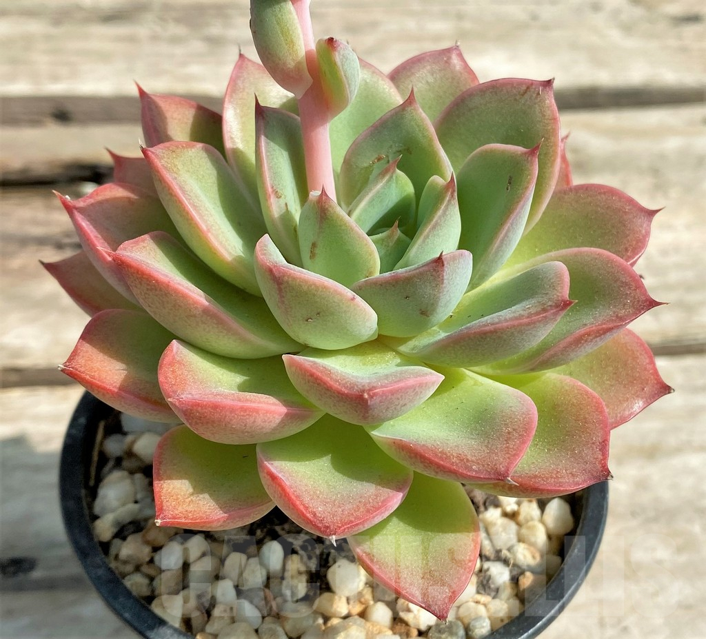 SHPR11015 Echeveria poldensis ‘Kevin’ - Image 2