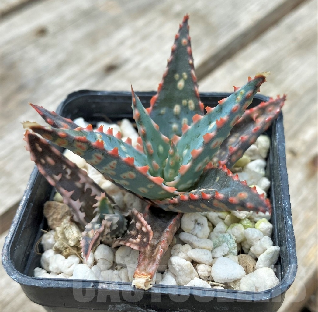 SHPR11738 Aloe hybrid