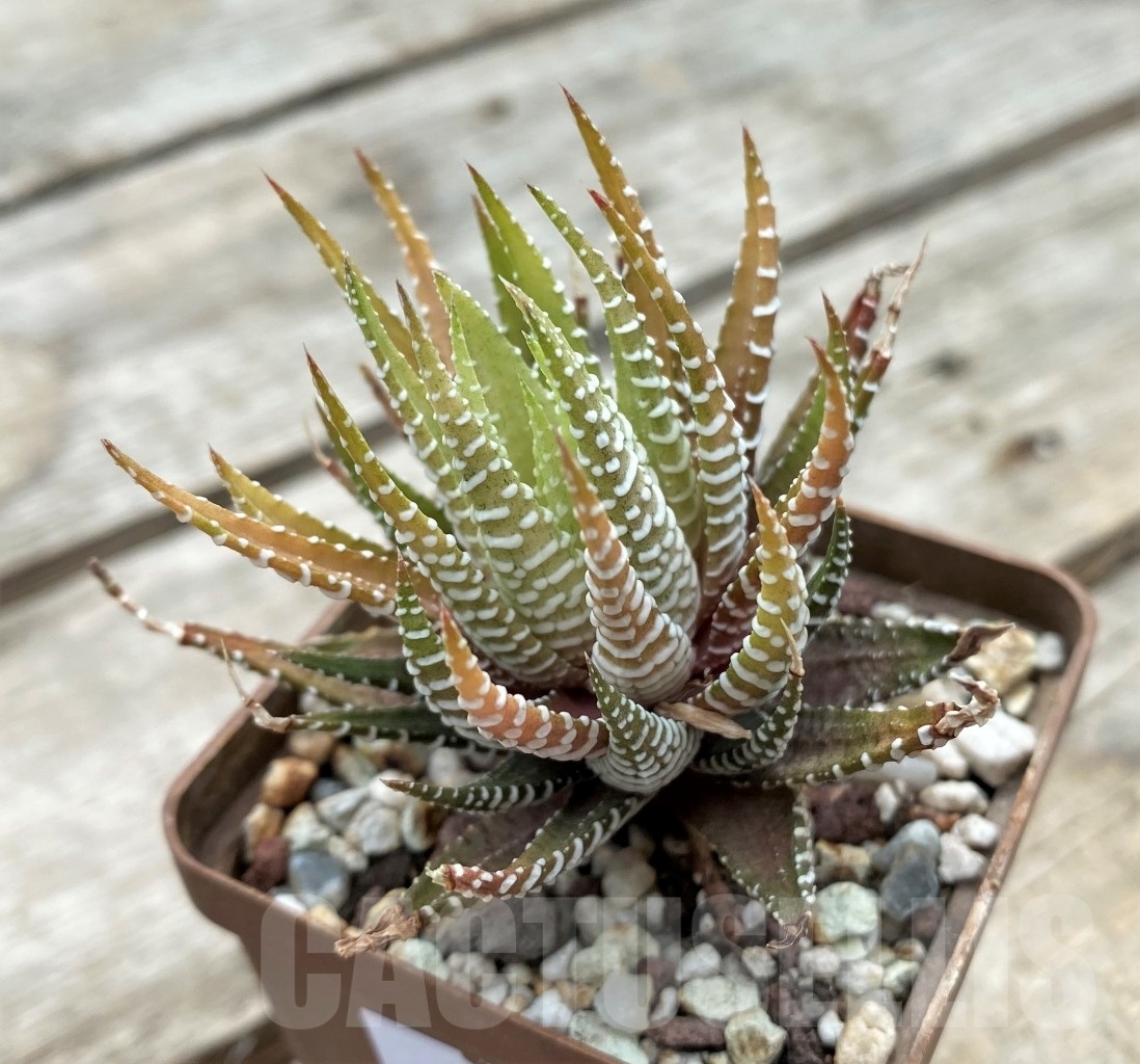 SHPR11739 Haworthia attenuata v.chlorofilarm