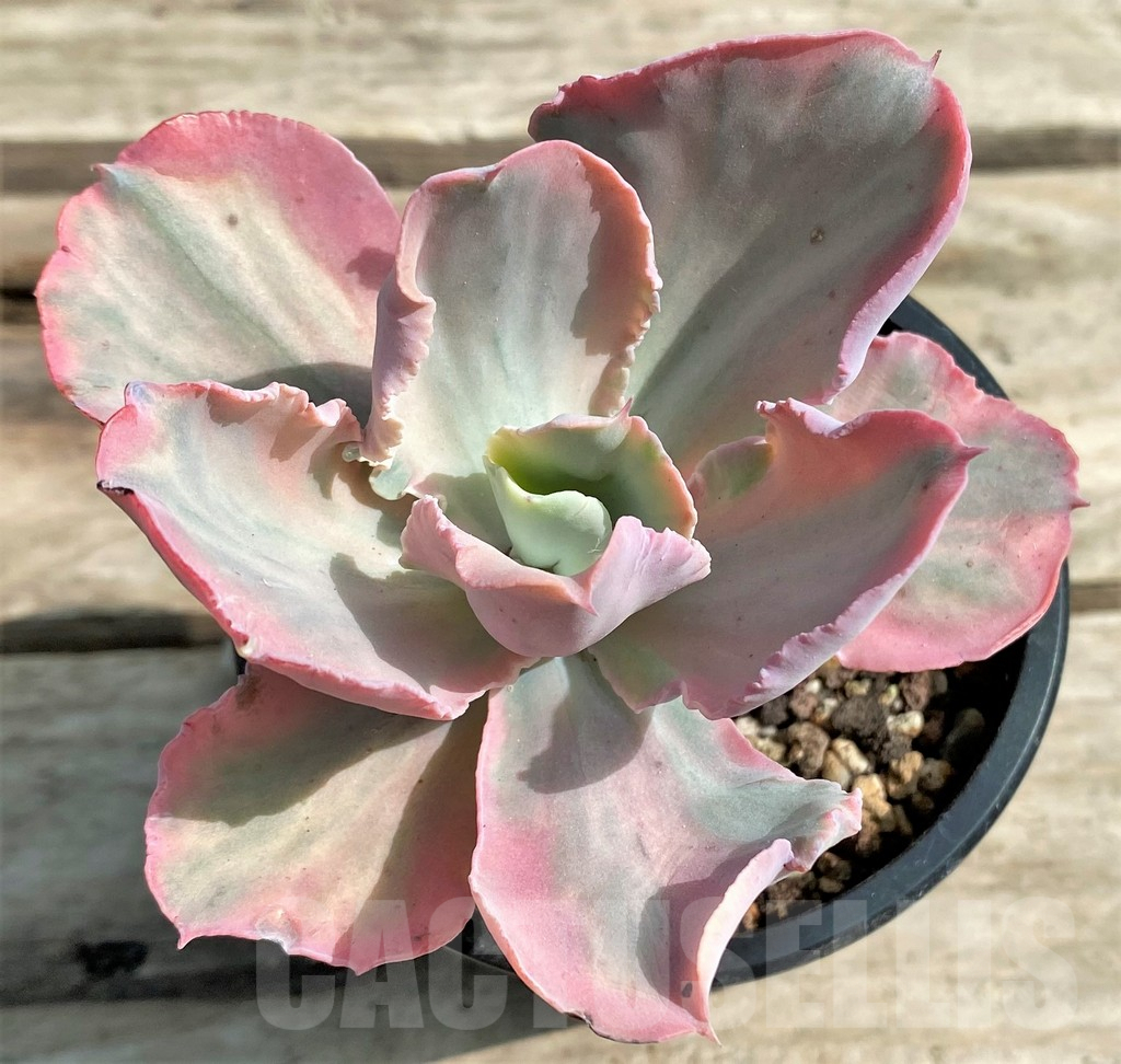 SHPR15549 Echeveria 'Chantilly pink' - Image 2