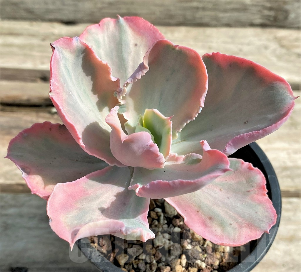SHPR15549 Echeveria 'Chantilly pink'