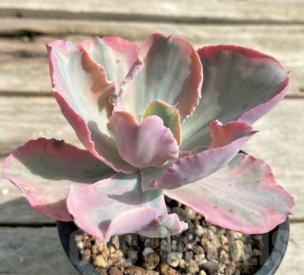 SHPR15549 Echeveria 'Chantilly pink' - Image 3