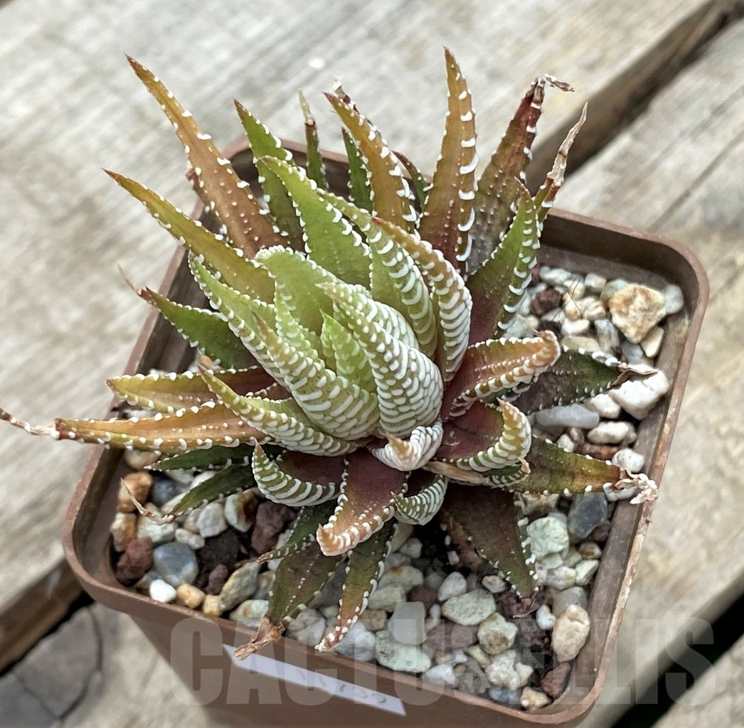 SHPR11739 Haworthia attenuata v.chlorofilarm - Obrázek 2