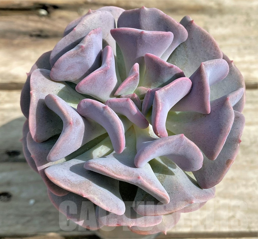 SHPR22393 Echeveria 'Cubic Frost' - Image 2