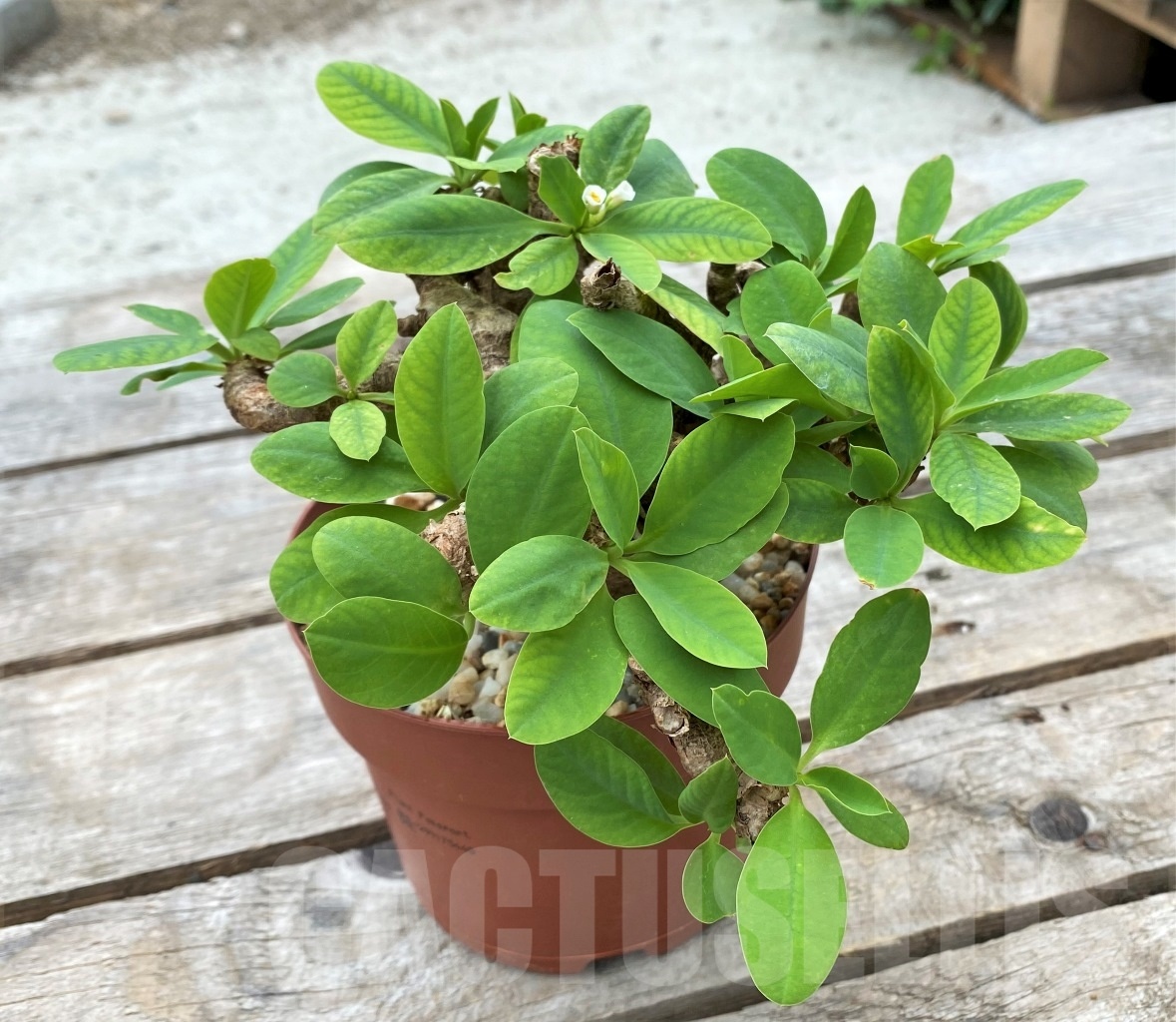 SHPR11787 Euphorbia quartziticola -Itremo, Madagascar- - 画像 (2)