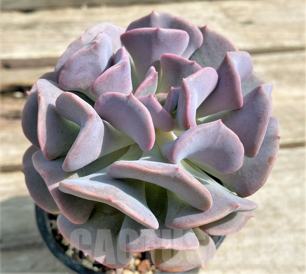SHPR22393 Echeveria 'Cubic Frost'