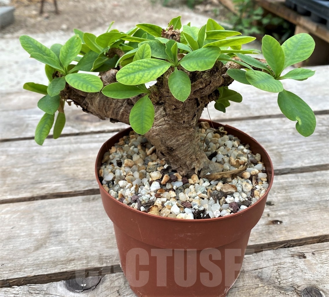 SHPR11787 Euphorbia quartziticola -Itremo, Madagascar-