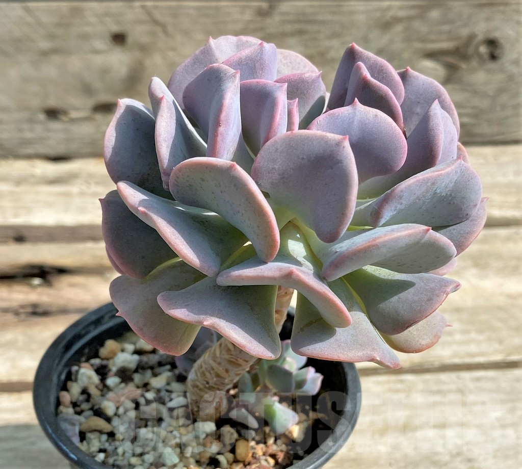 SHPR22393 Echeveria 'Cubic Frost' - Image 3