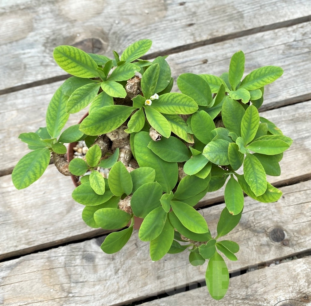 SHPR11787 Euphorbia quartziticola -Itremo, Madagascar- - 画像 (3)