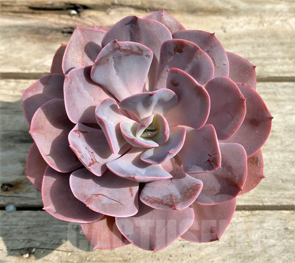 SHPR12816 Echeveria hybrid