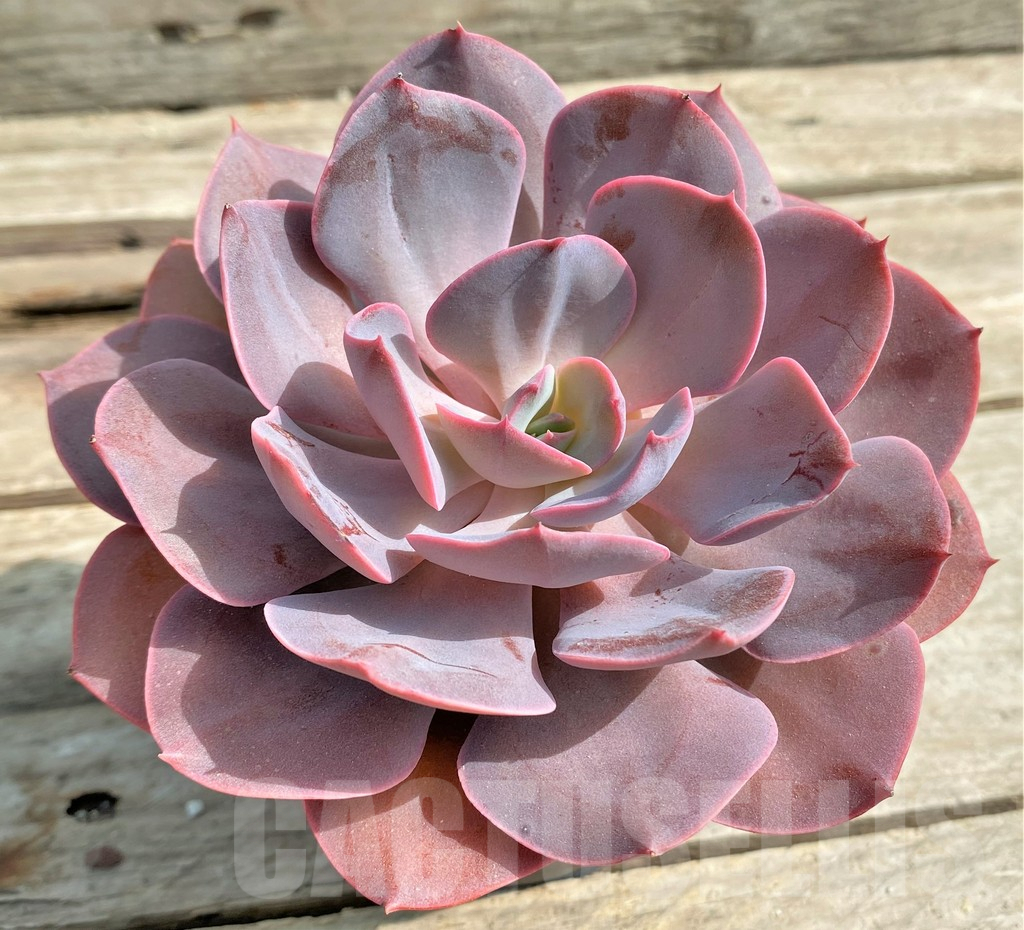 SHPR12816 Echeveria hybrid - Image 2