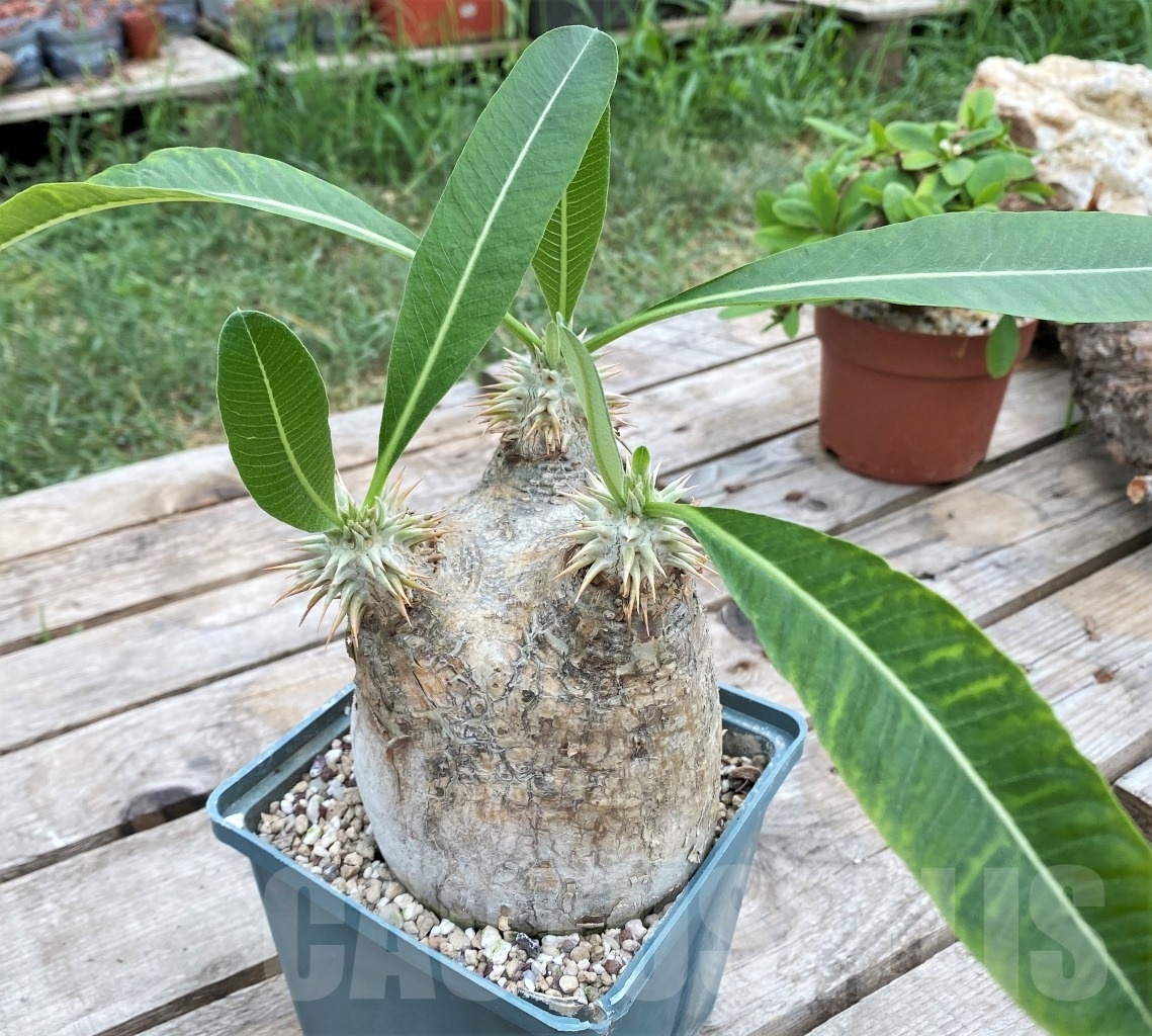 SHPR11788 Pachypodium eburneum -Madagascar- - 画像 (3)