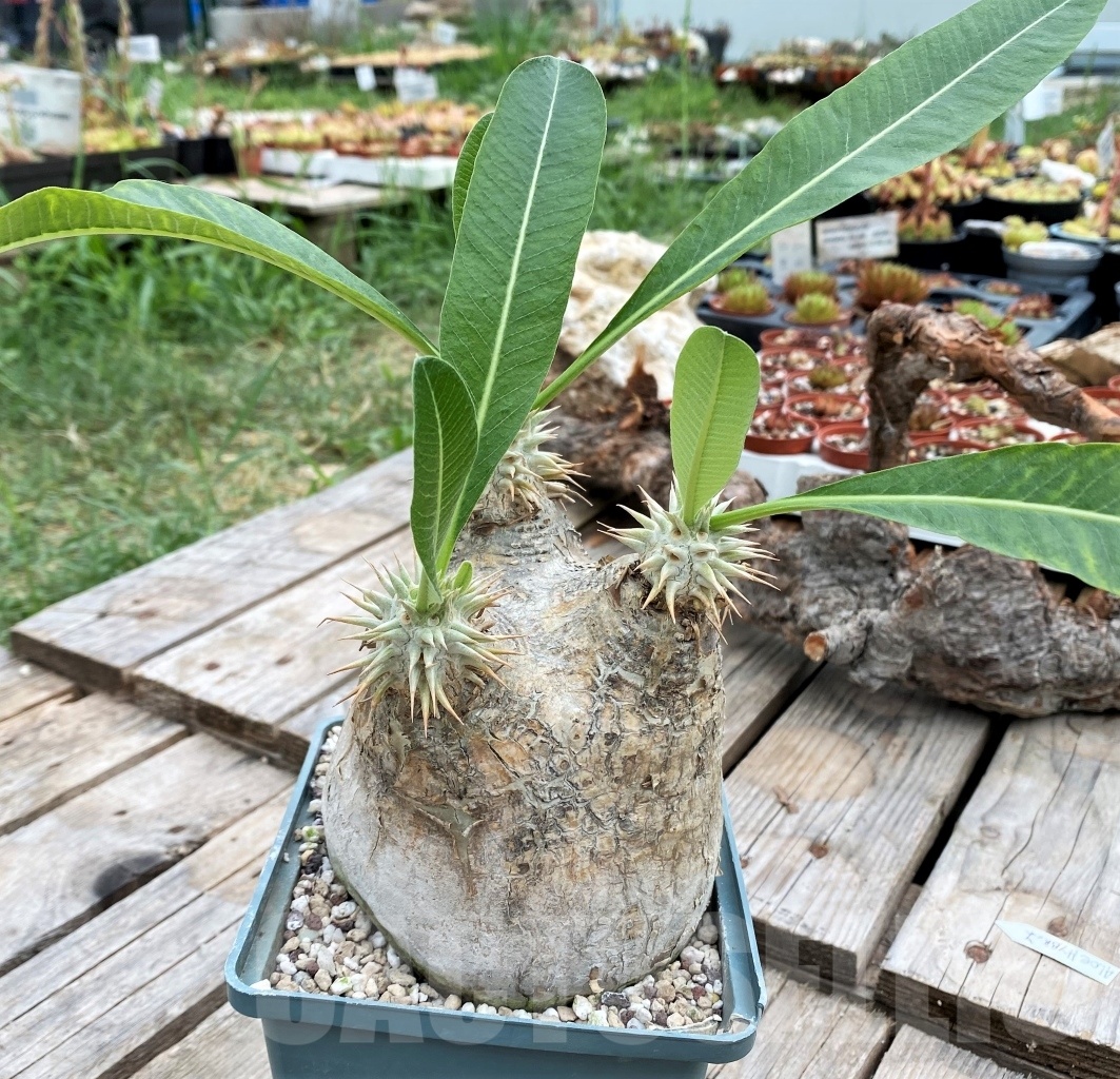 SHPR11788 Pachypodium eburneum -Madagascar- - 画像 (2)