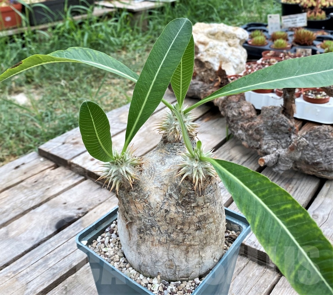 SHPR11788 Pachypodium eburneum -Madagascar-