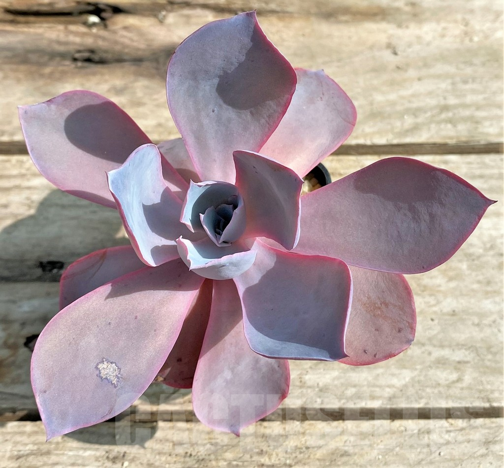 SHPR23568 Echeveria ‘Afterglow’ - Image 2