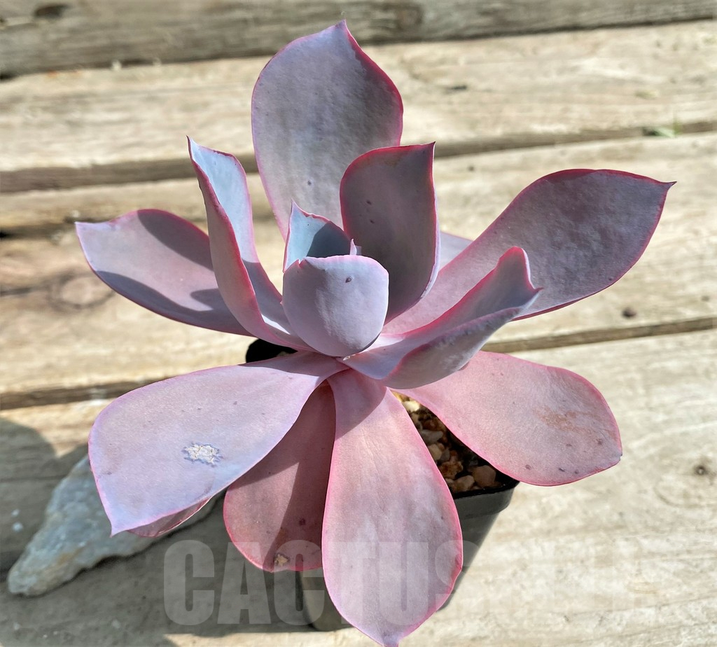SHPR23568 Echeveria ‘Afterglow’