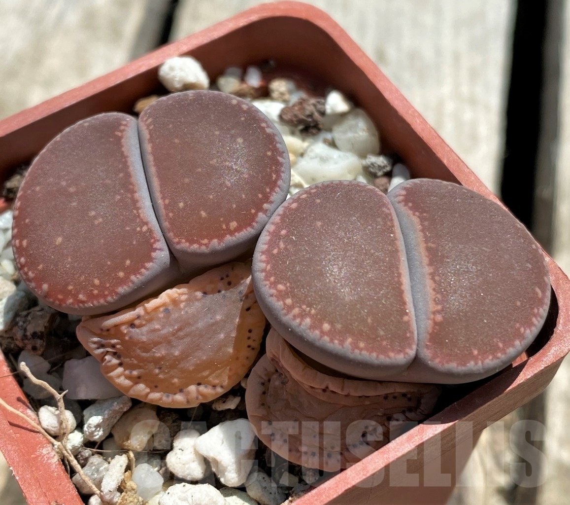 SHPR11741 Lithops aucampiae 'Nugget'