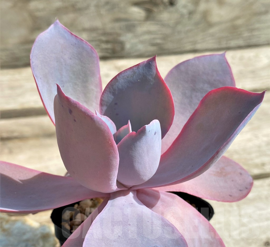 SHPR23568 Echeveria ‘Afterglow’ - Image 3