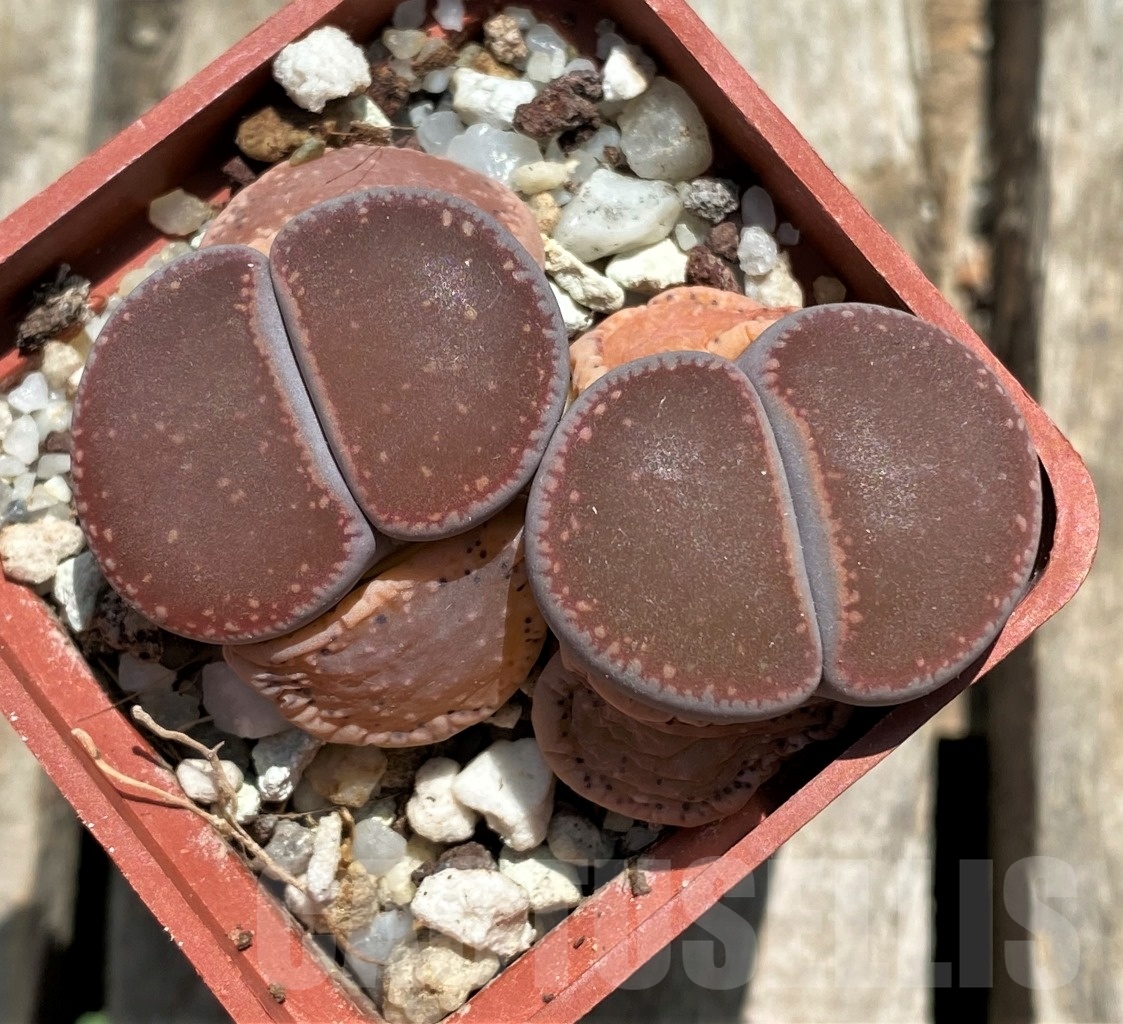 SHPR11741 Lithops aucampiae 'Nugget' - Image 2
