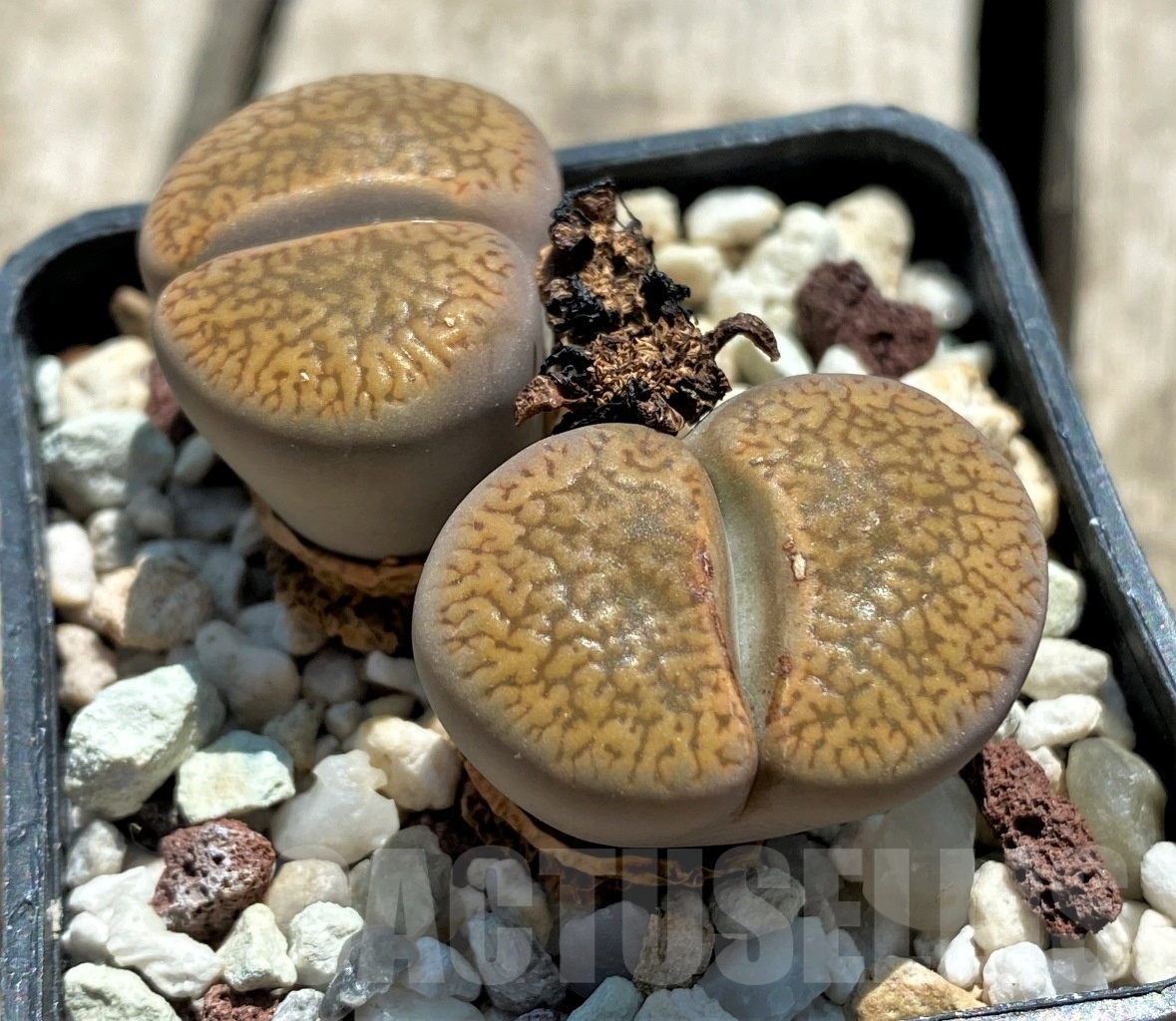 SHPR11742 Lithops aucampiae C 172