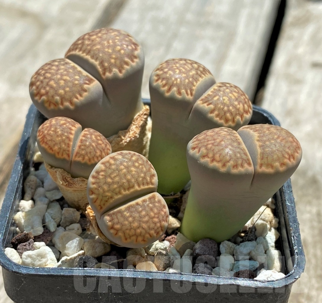 SHPR11743 Lithops hallii