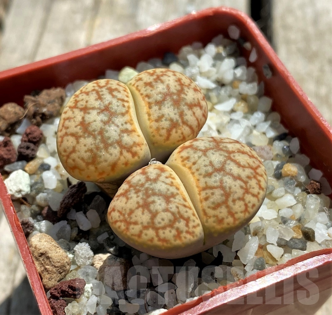 SHPR11744 Lithops pseudotruncatella v. alpina