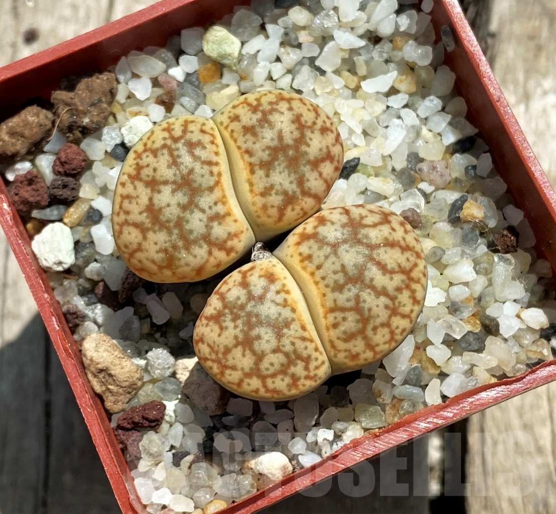 SHPR11744 Lithops pseudotruncatella v. alpina - Obrázek 2