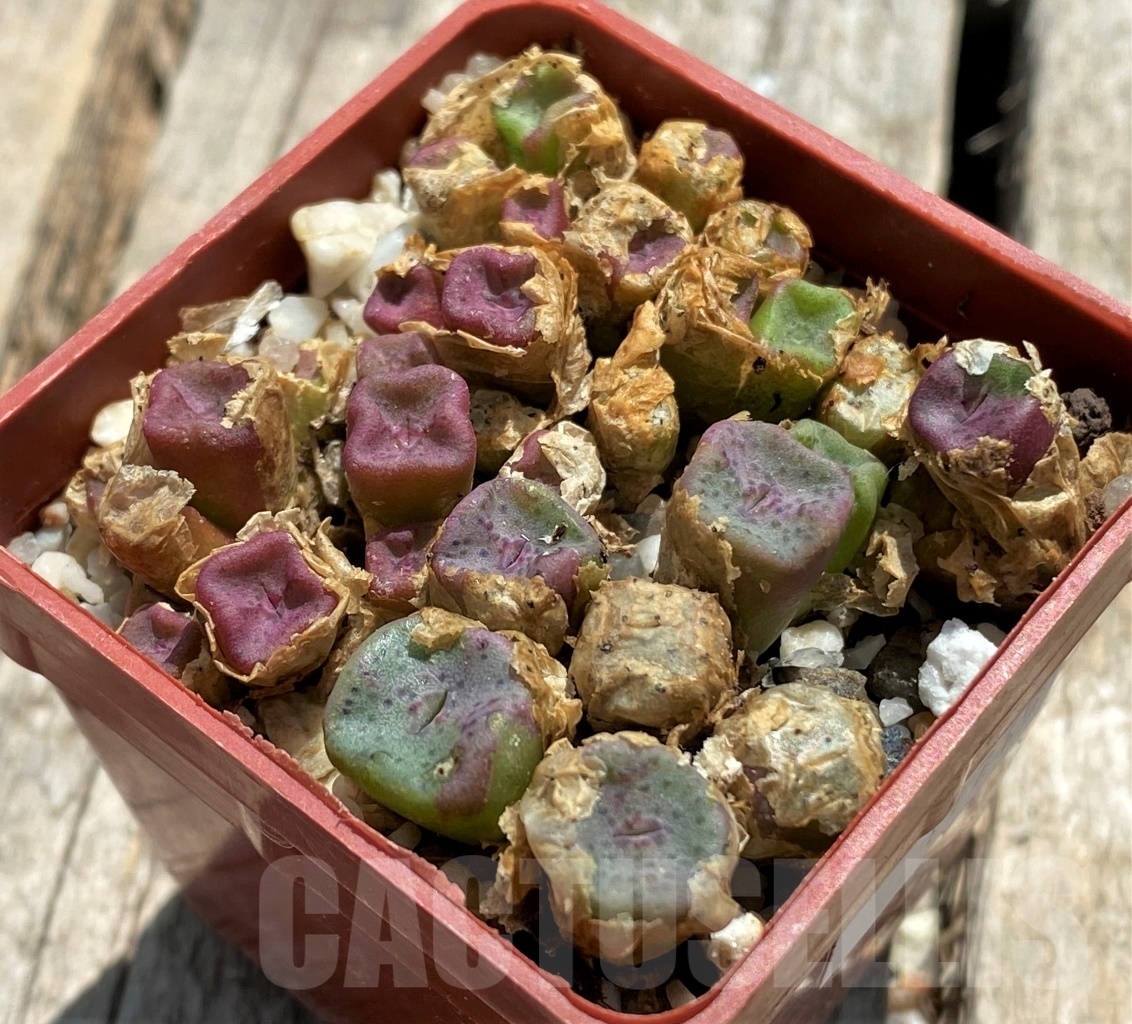 SHPR11745 Conophytum cubicum -East Efesteenfontein-