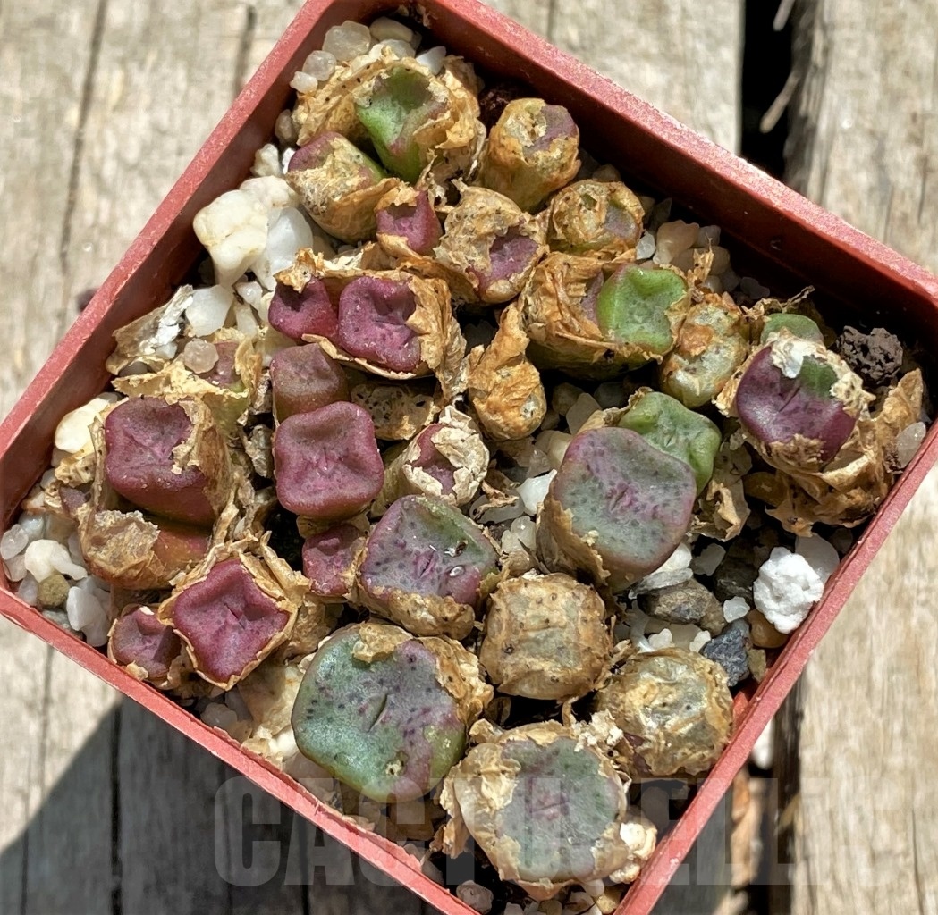 SHPR11745 Conophytum cubicum -East Efesteenfontein- - Зображення 2