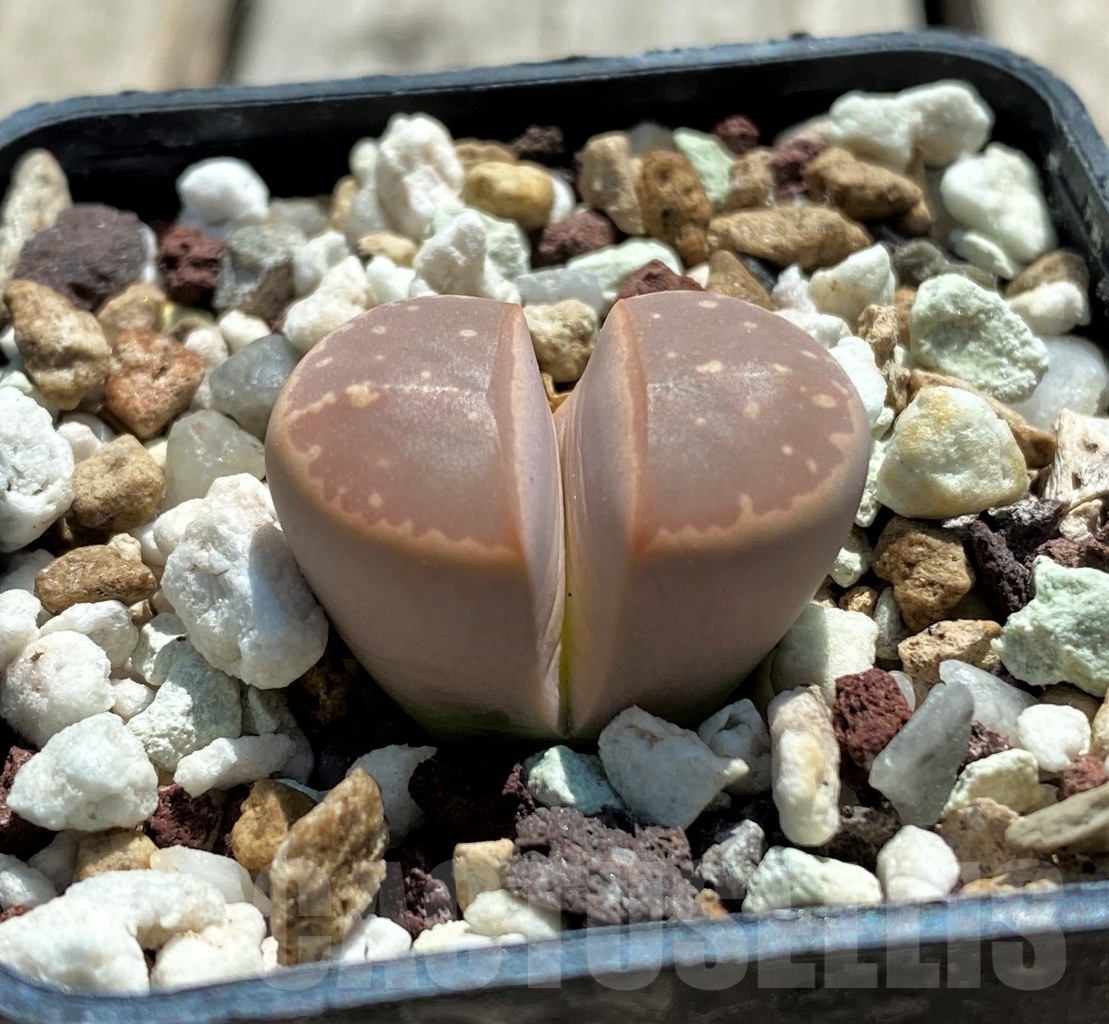 SHPR11746 Lithops olivacea v. nebrownii C162B