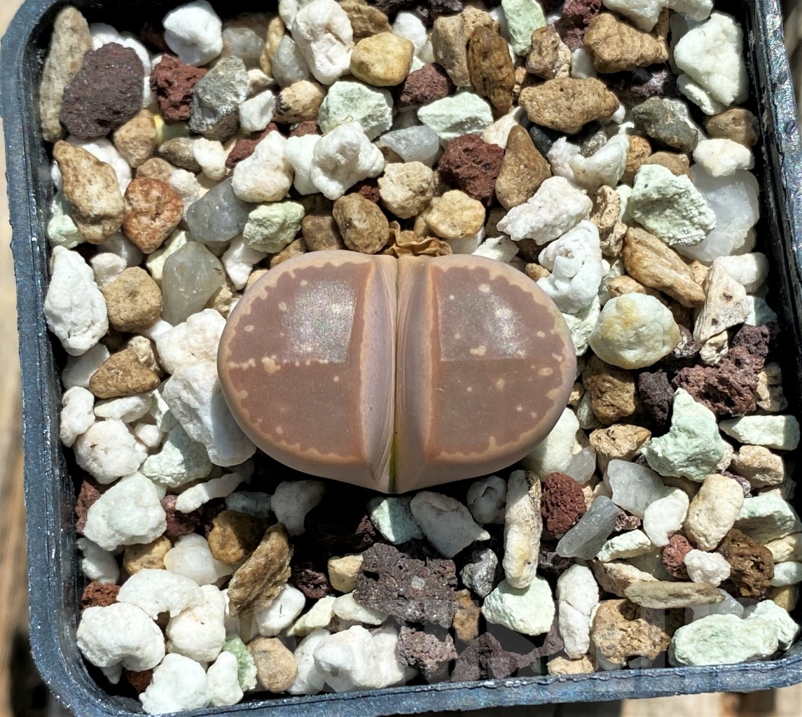SHPR11746 Lithops olivacea v. nebrownii C162B - Obrázek 2