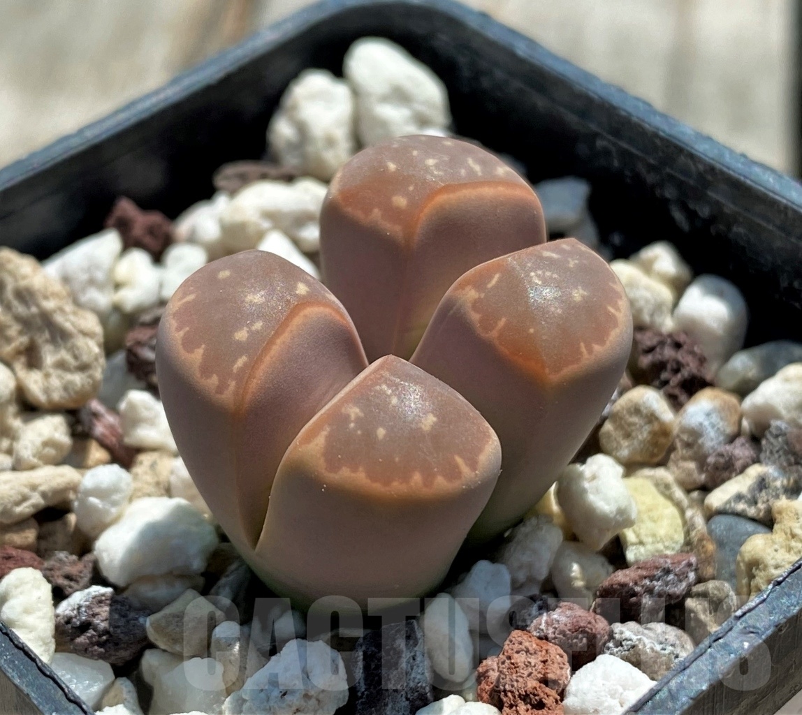 SHPR11747 Lithops olivacea v. nebrownii C162B