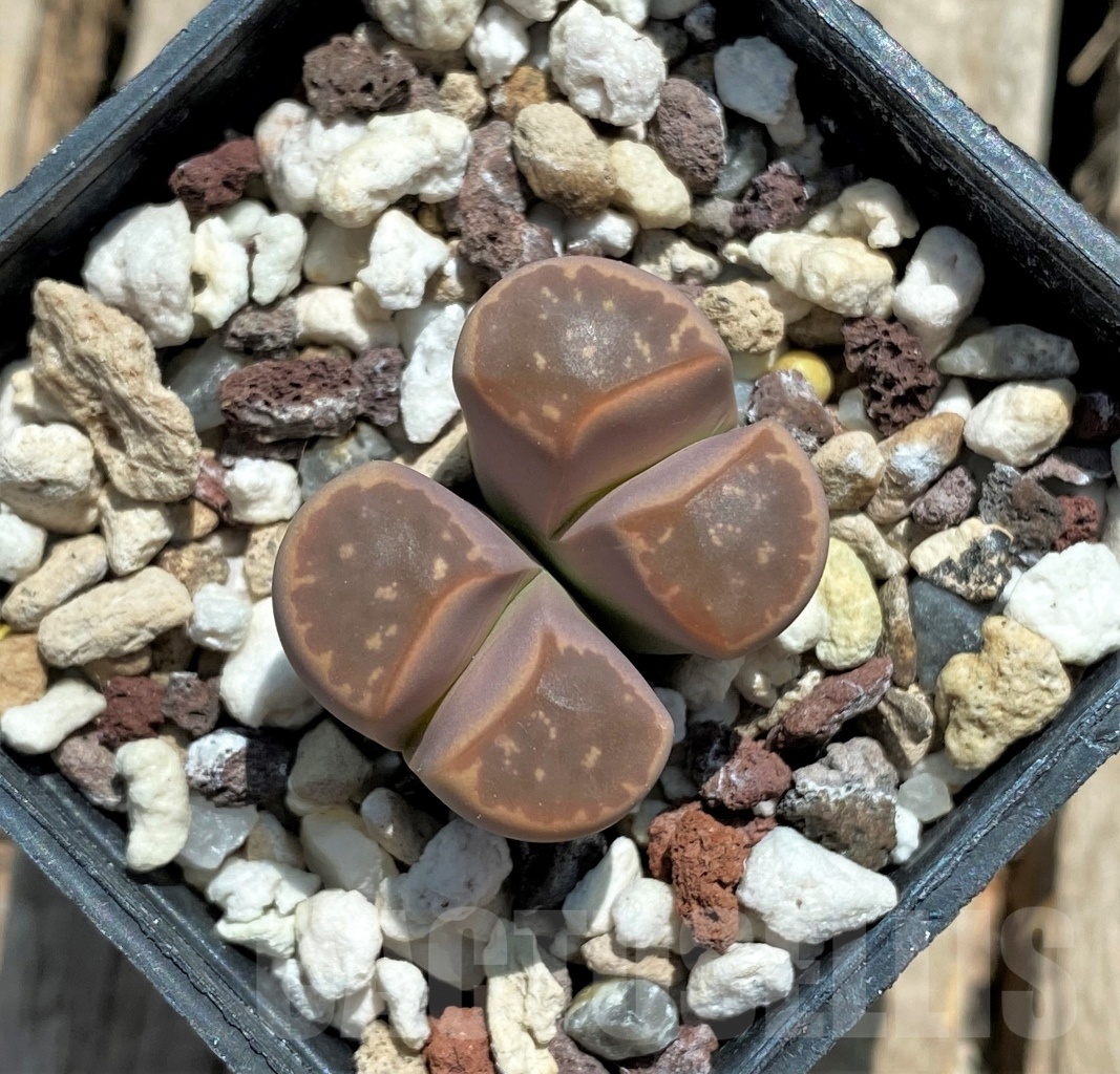 SHPR11747 Lithops olivacea v. nebrownii C162B - Obrázek 2