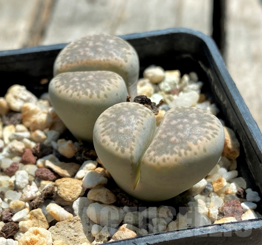 SHPR11748 Lithops hermetica SH 2003