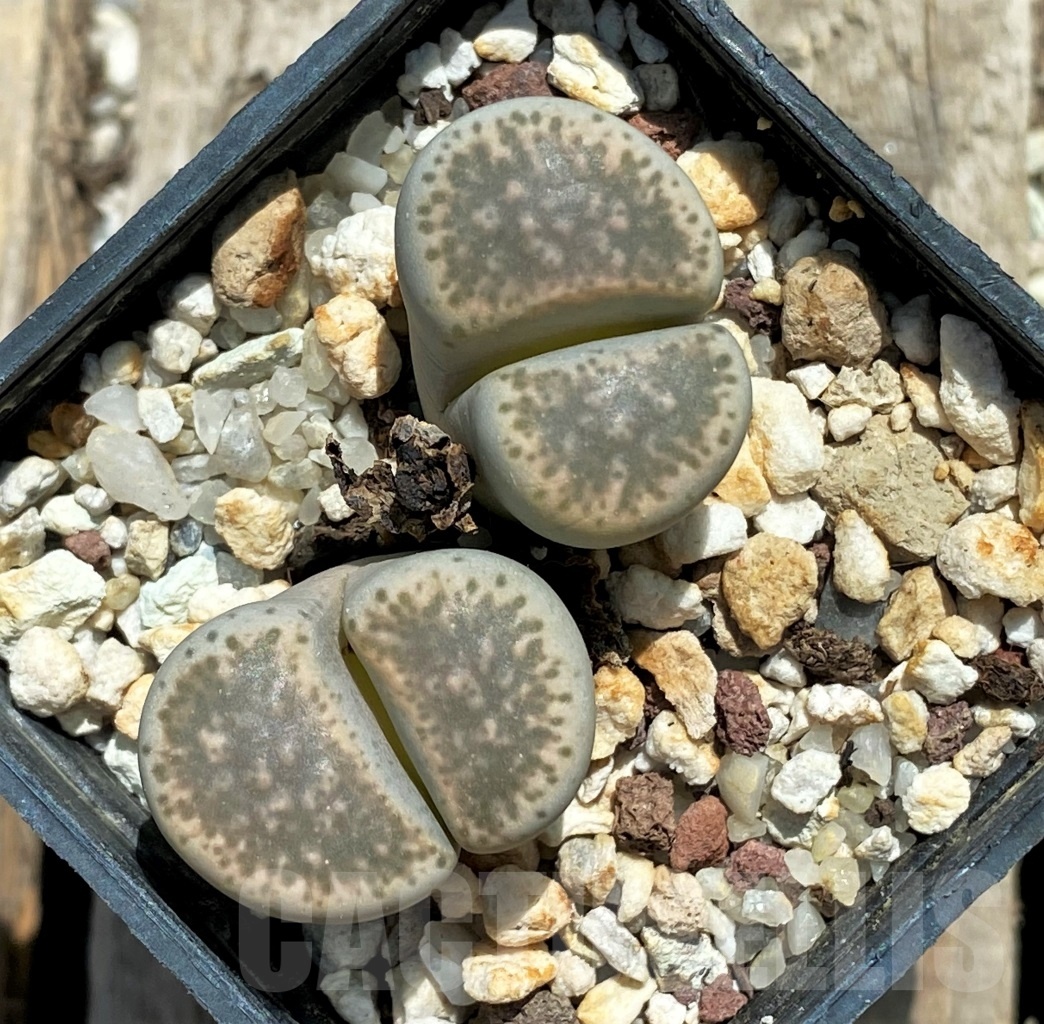 SHPR11748 Lithops hermetica SH 2003 - Obrázek 2
