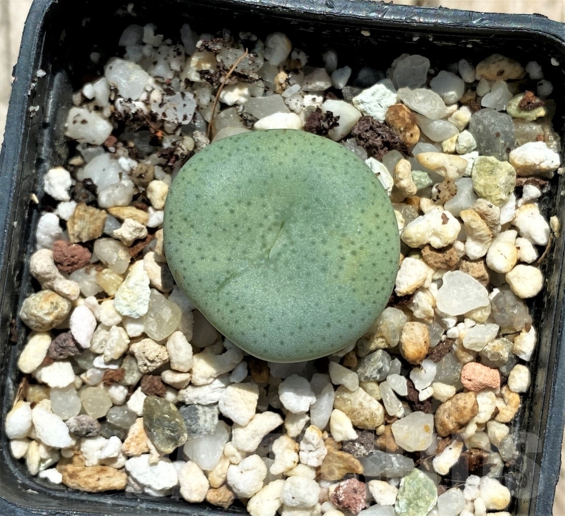 SHPR11750 Conophytum jucundum ssp. ruschii PV 1028