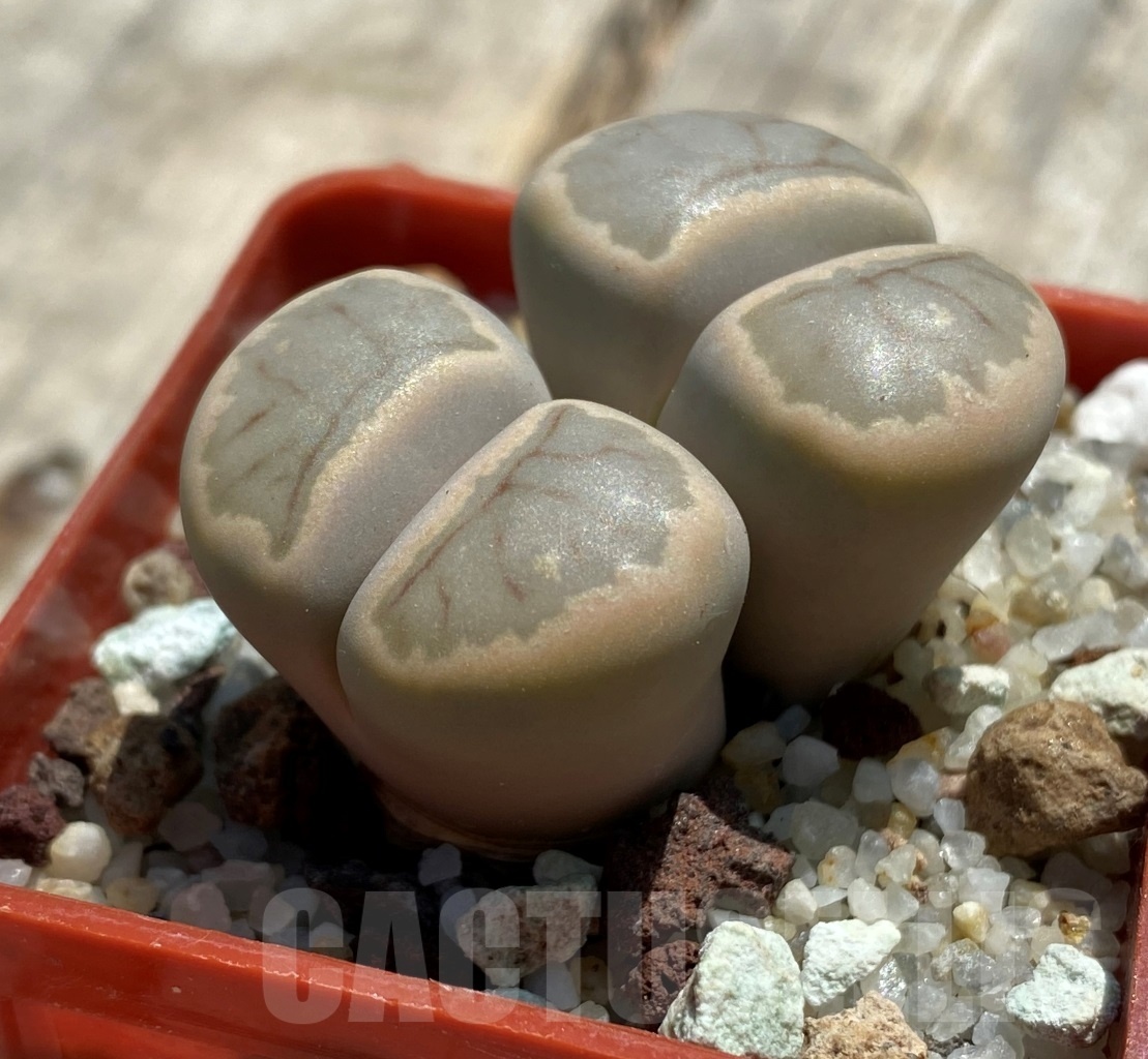 SHPR11751 Lithops julii 'Kikushogiyoku' hybrid