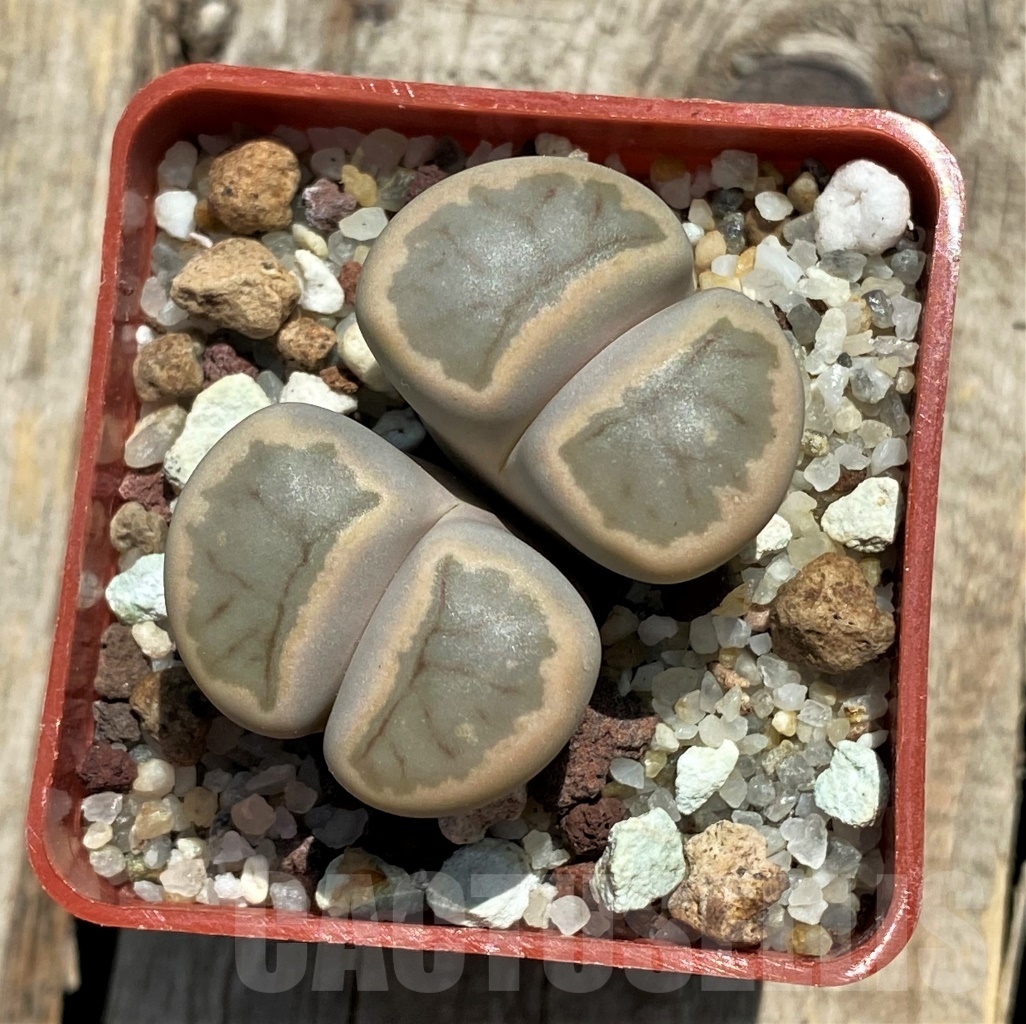 SHPR11751 Lithops julii 'Kikushogiyoku' hybrid - Зображення 2