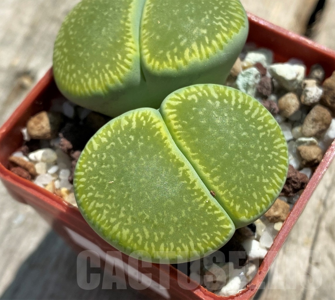 SHPR11752 Lithops aucampiae 'Bella Ketty'