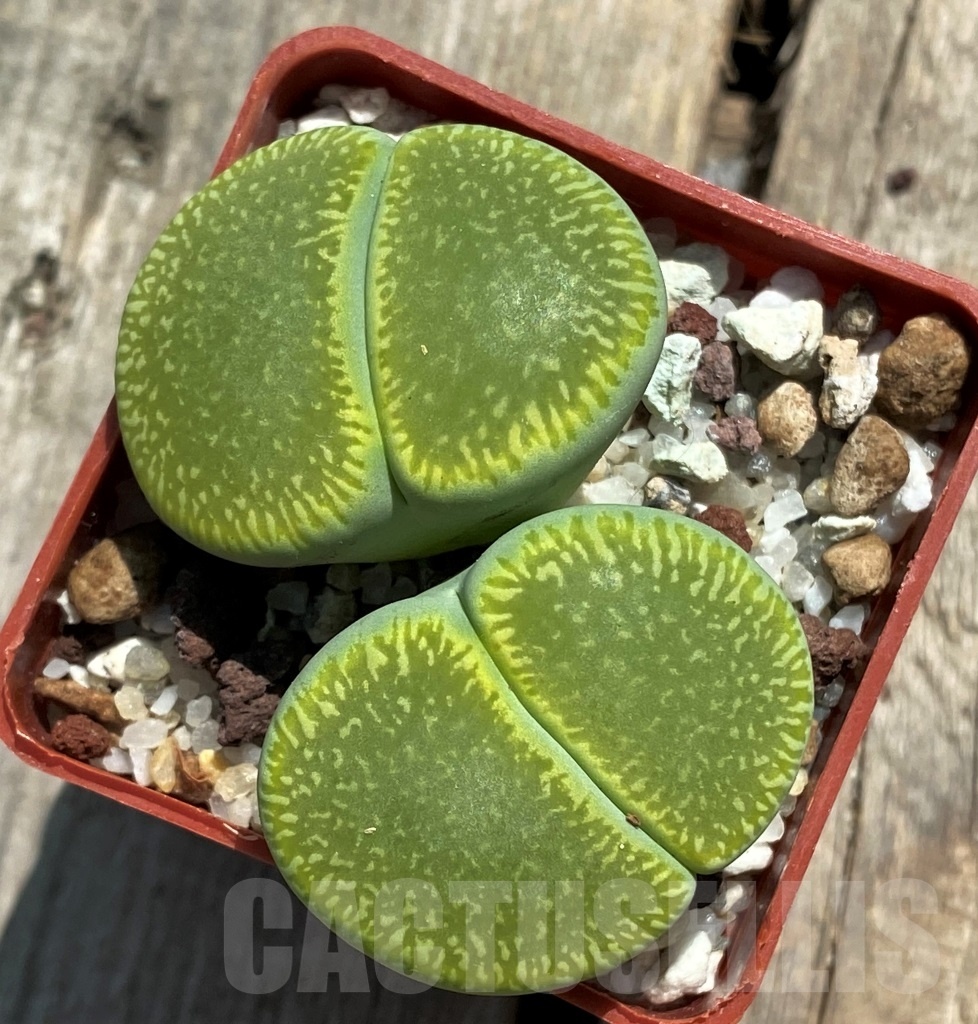 SHPR11752 Lithops aucampiae 'Bella Ketty' - Зображення 2