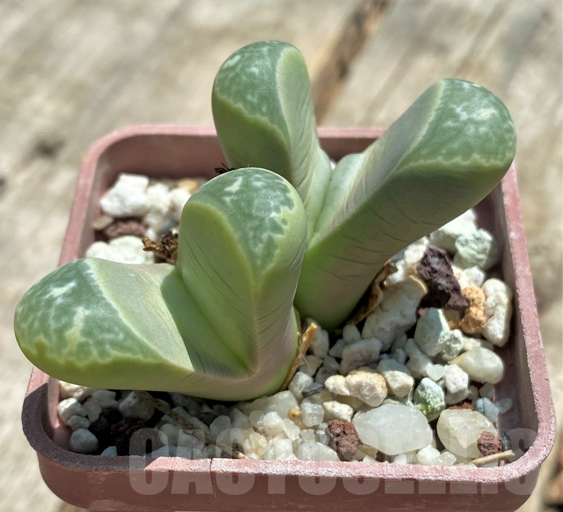 SHPR11753 Lithops helmutii C 271