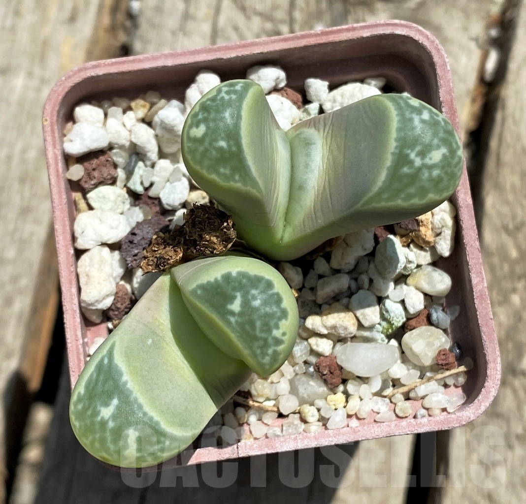 SHPR11753 Lithops helmutii C 271 - Зображення 2