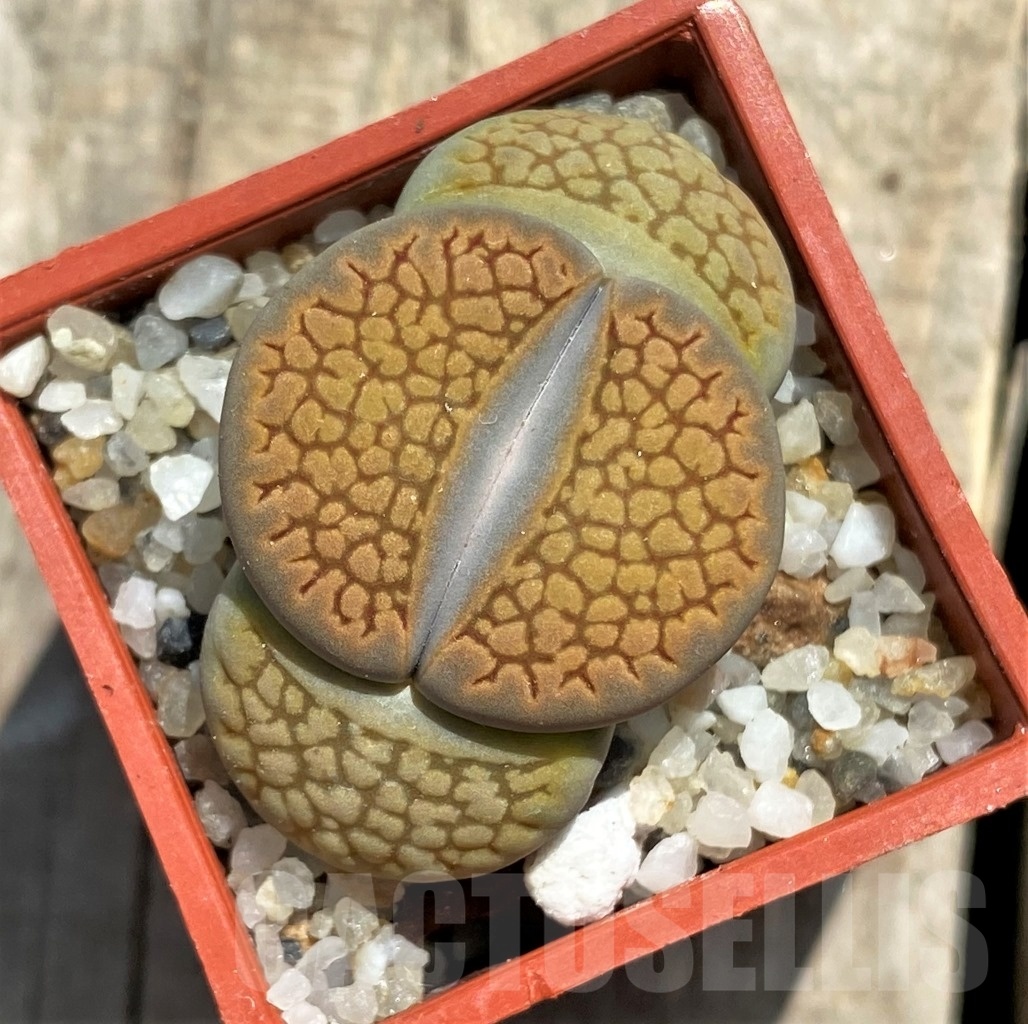 SHPR11761 Lithops hallii L 48-64 ex Neumenn