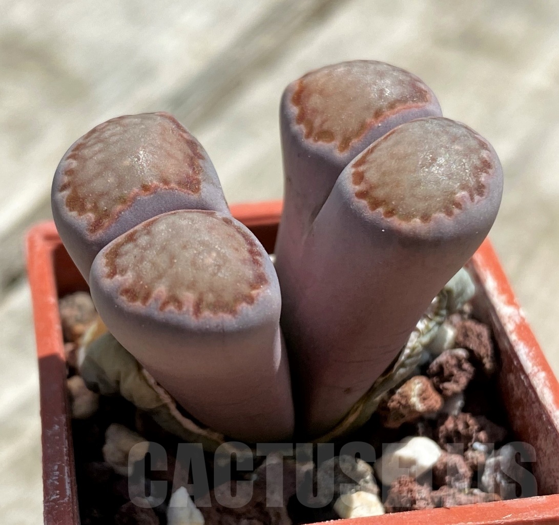 SHPR11762 Lithops julii v. rouxii x salicola 'Bachus'