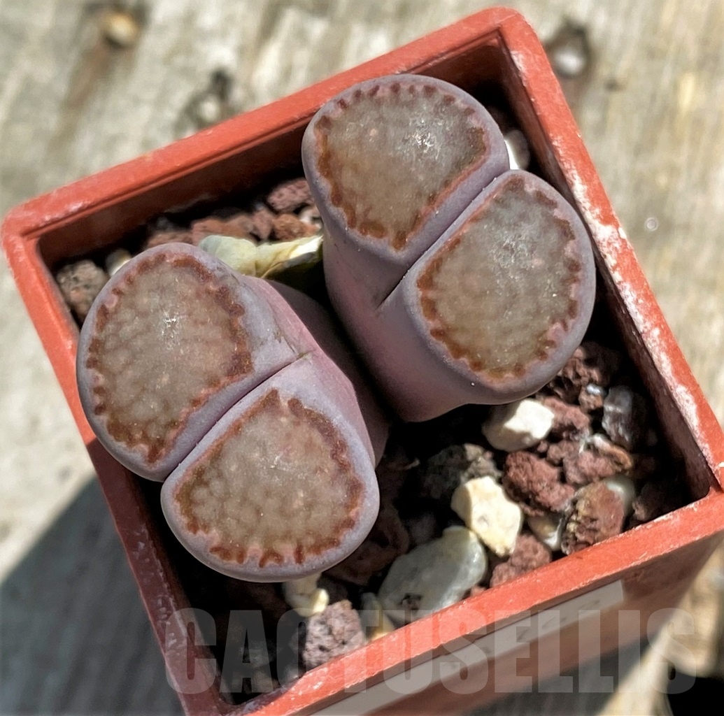 SHPR11762 Lithops julii v. rouxii x salicola 'Bachus' - immagine 2