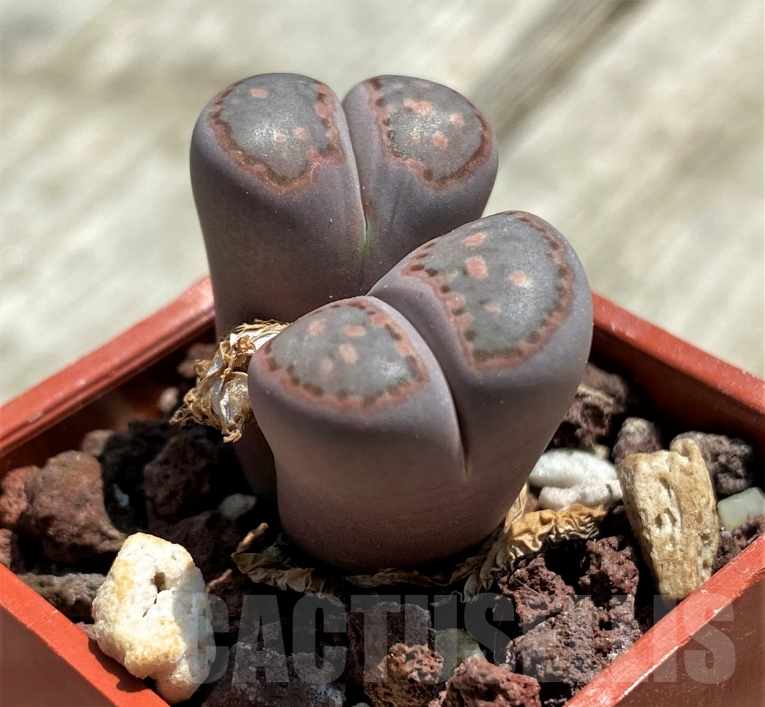 SHPR11763 Lithops julii v. rouxii x salicola 'Bachus'