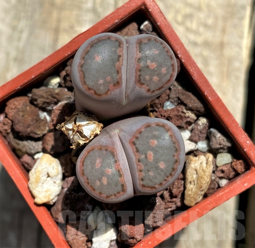SHPR11763 Lithops julii v. rouxii x salicola 'Bachus' - immagine 2