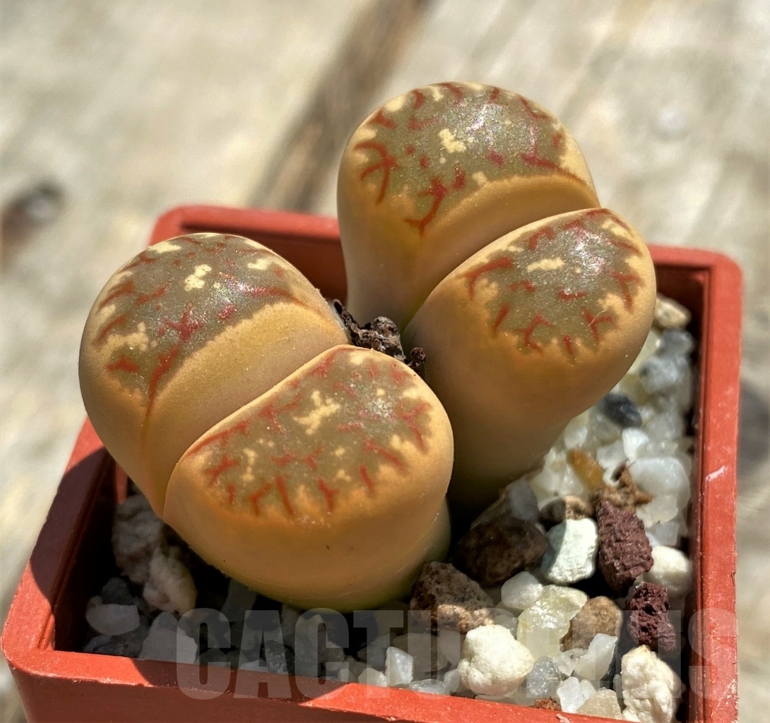 SHPR11764 Lithops dorotheae Select form - Image 2
