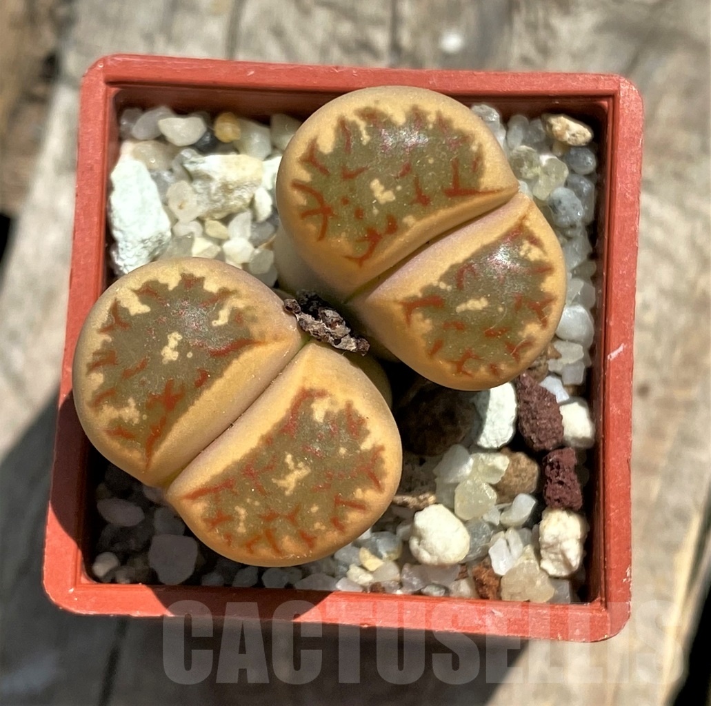 SHPR11764 Lithops dorotheae Select form