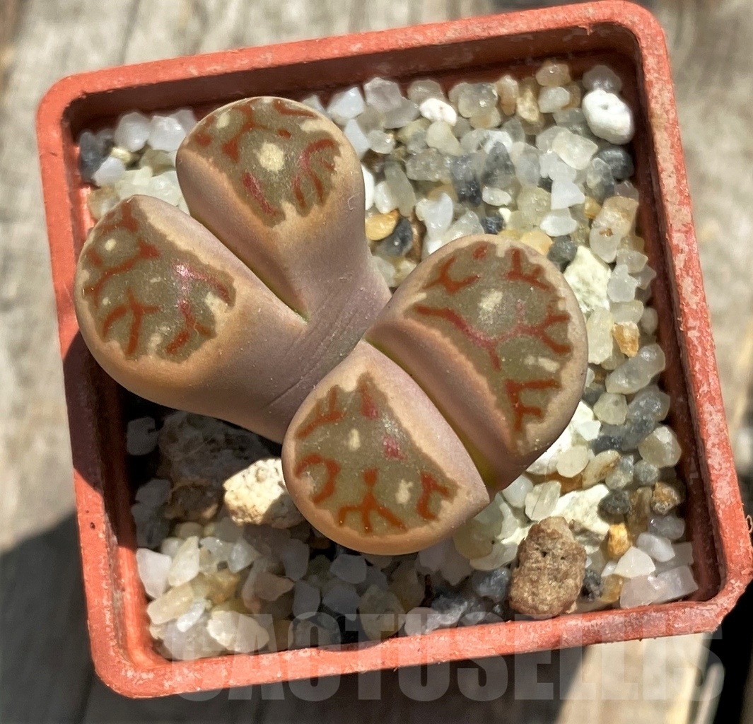 SHPR11765 Lithops dorotheae Select form